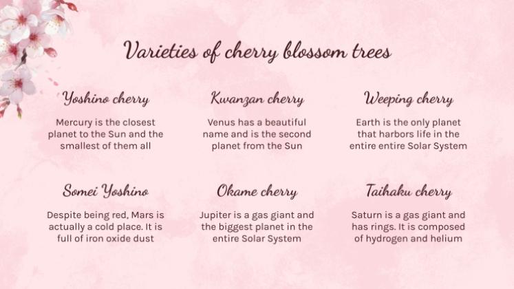 Cherry Blossom Season presentation template 