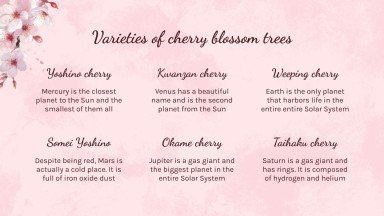 Cherry Blossom Season presentation template 