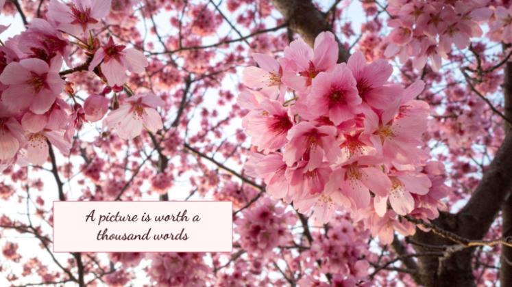 Cherry Blossom Season presentation template 