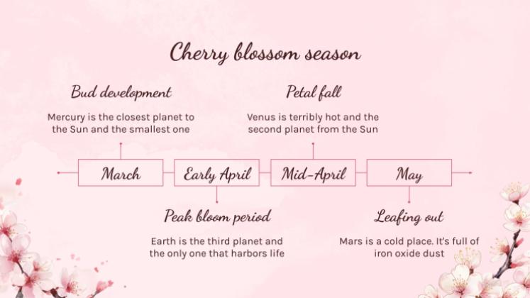Cherry Blossom Season presentation template 