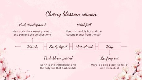 Cherry Blossom Season presentation template 
