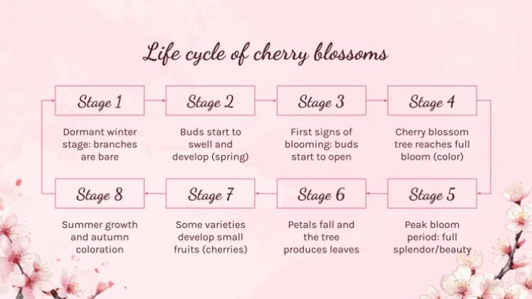 Cherry Blossom Season presentation template 