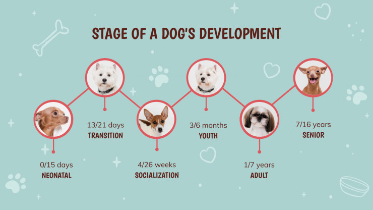 Comment dresser votre chiot : Modèles de présentation