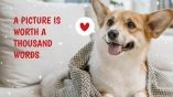 How to Train Your Puppy presentation template