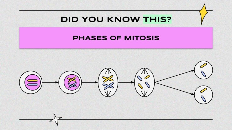Wissenschaft für die höhere Schule: Zelluläre Prozesse Präsentationsvorlage