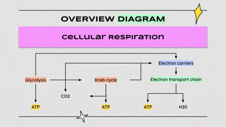 Wissenschaft für die höhere Schule: Zelluläre Prozesse Präsentationsvorlage