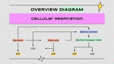 Wissenschaft für die höhere Schule: Zelluläre Prozesse Präsentationsvorlage