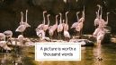 Doodle World Wildlife Day presentation template