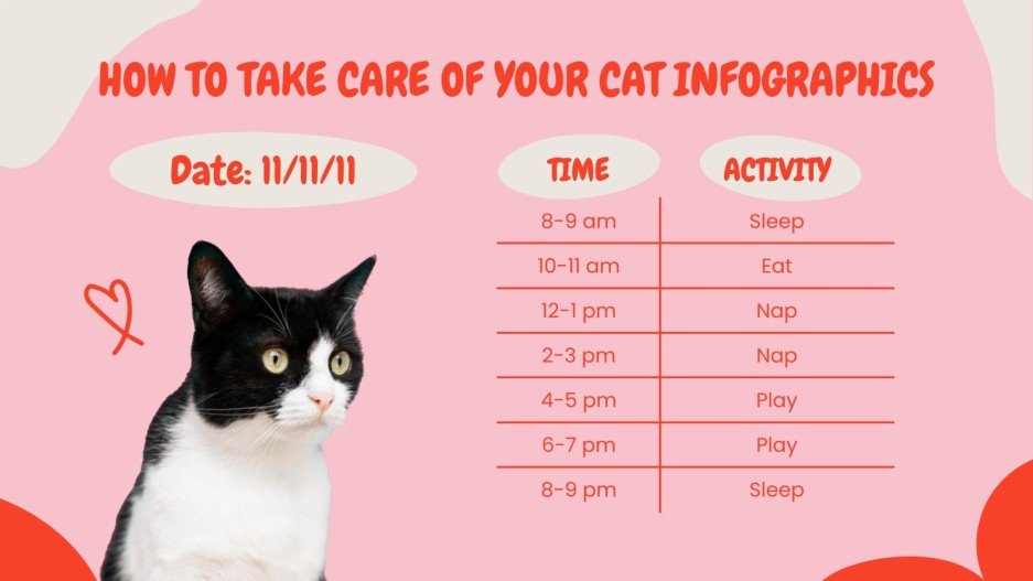 How to Take Care of Your Cat Infographics Google Slides