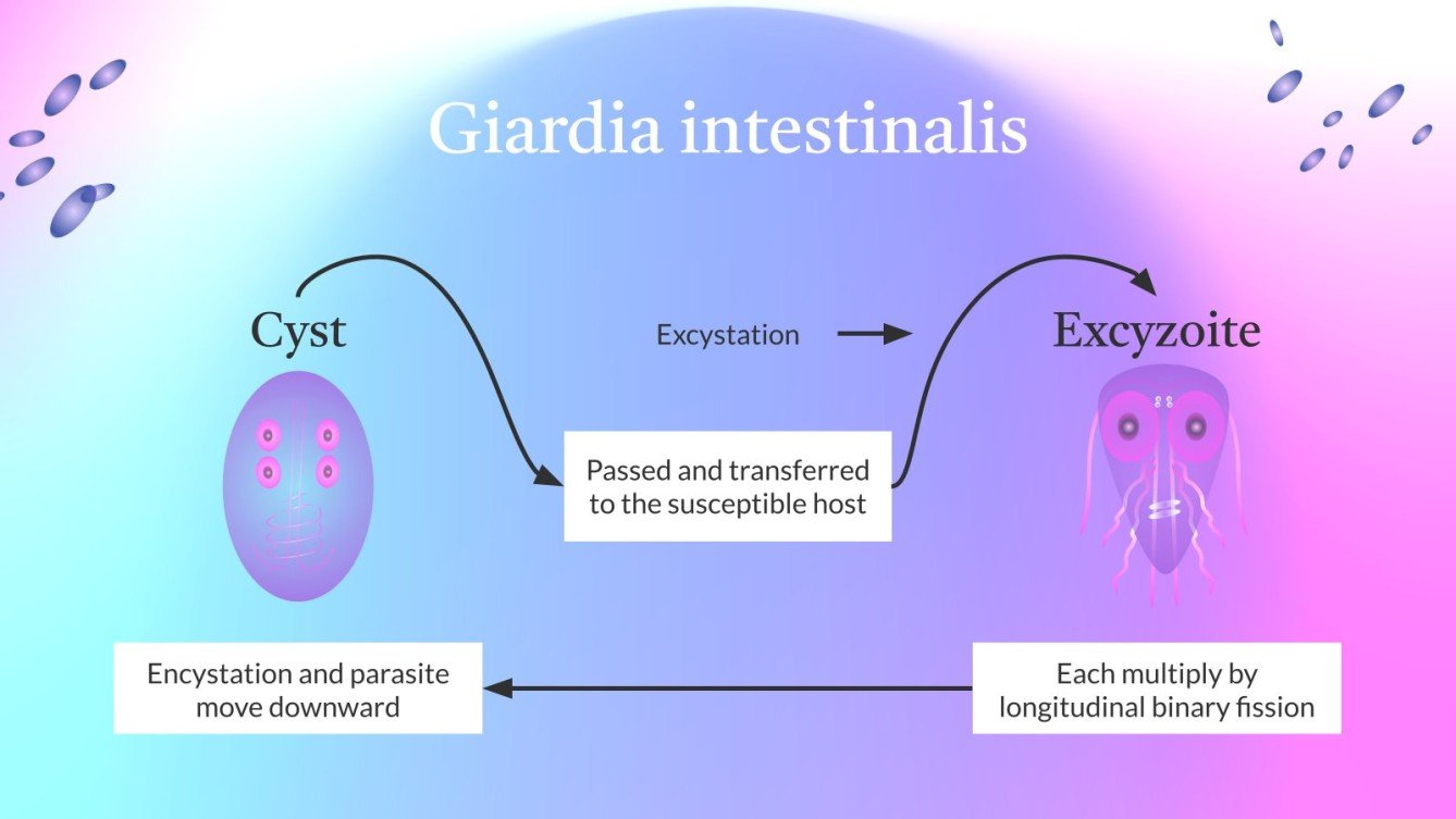 Parasite Diseases Giardiasis Google Slides & PPT