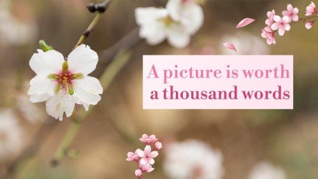 Enjoy Cherry Blossom Season! presentation template 