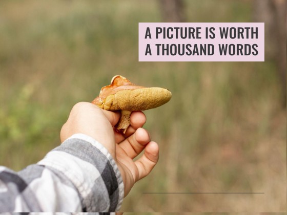 버섯 웨비나 프레젠테이션 템플릿