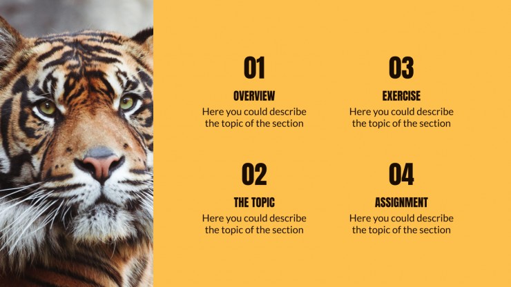 Animal Kingdom Lesson presentation template