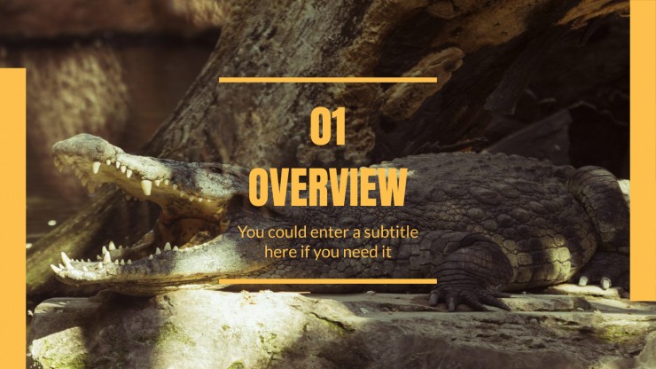 Animal Kingdom Lesson presentation template