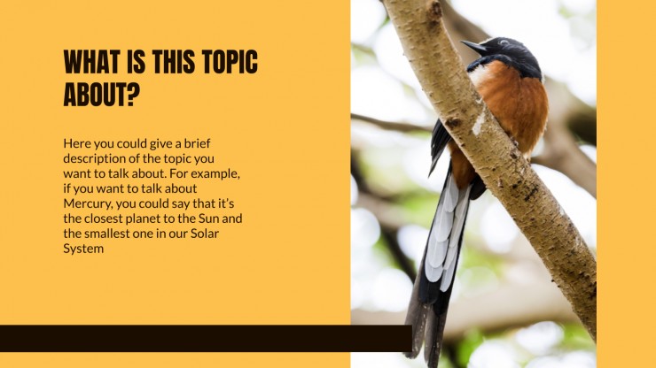 Animal Kingdom Lesson presentation template