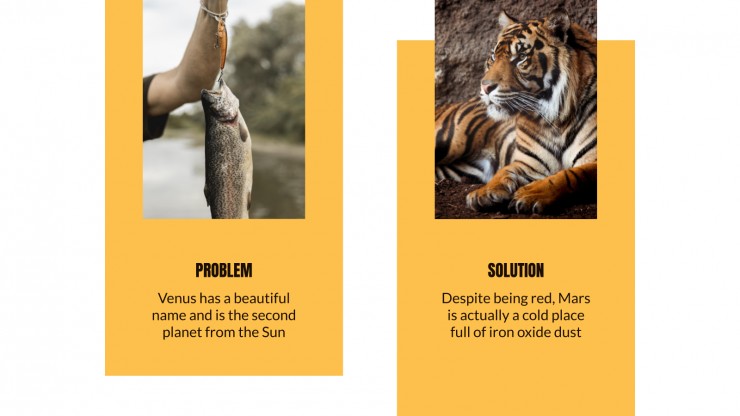 Animal Kingdom Lesson presentation template