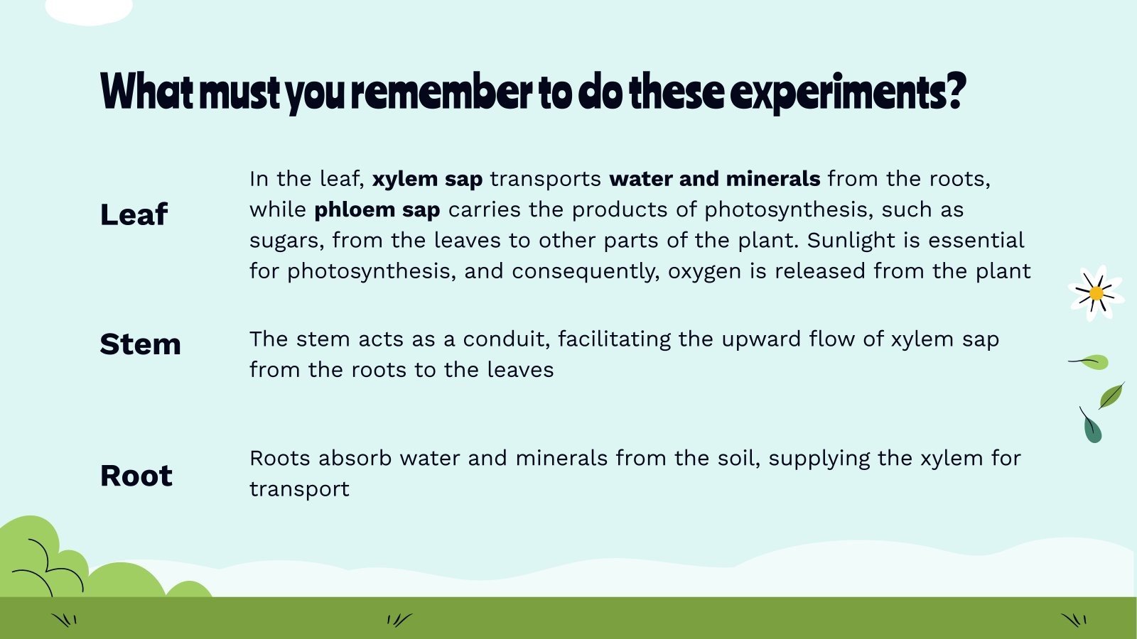 Experiments With Plants and Their Consequences Presentation