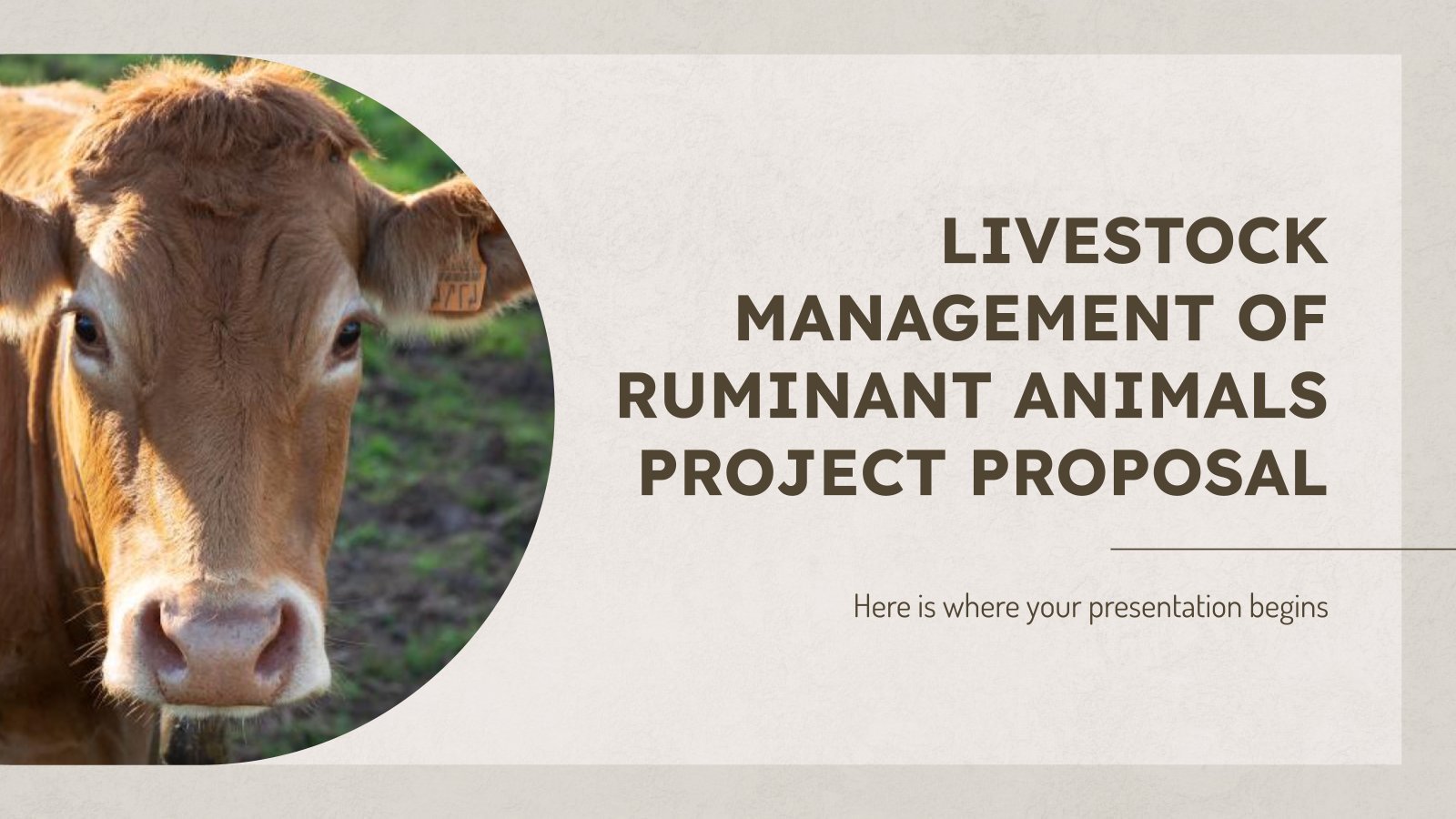 Livestock Management of Ruminant Animals Project Proposal presentation template 