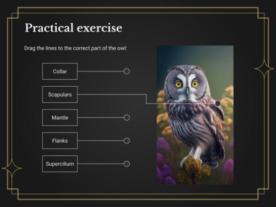 Ornithology Workshop: Owls presentation template 