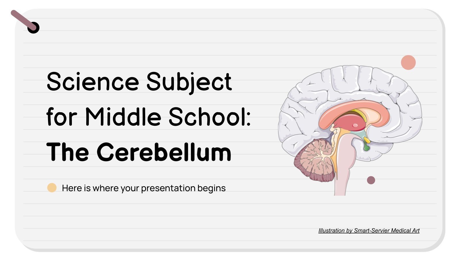 Science For Middle School The Cerebellum Presentation Science for middle school the cerebellum presentation