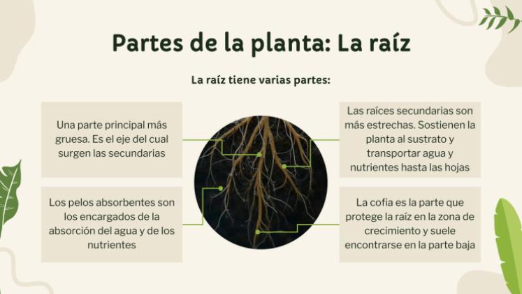 Plantilla de presentación Vida vegetal: nutrición, fotosíntesis y respiración