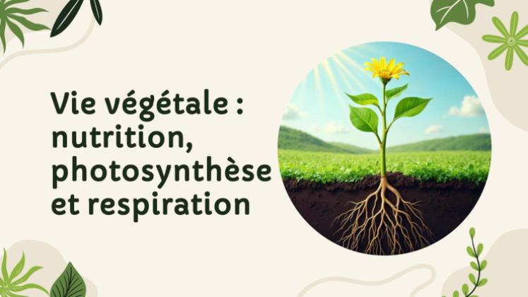 Vie végétale : nutrition, photosynthèse et respiration Modèles de présentation