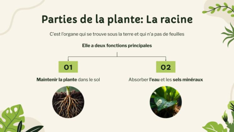 Vie végétale : nutrition, photosynthèse et respiration Modèles de présentation