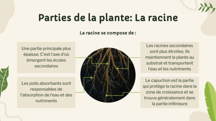 Vie végétale : nutrition, photosynthèse et respiration Modèles de présentation