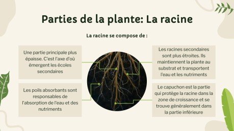 Vie végétale : nutrition, photosynthèse et respiration Modèles de présentation