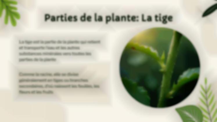 Vie végétale : nutrition, photosynthèse et respiration Modèles de présentation