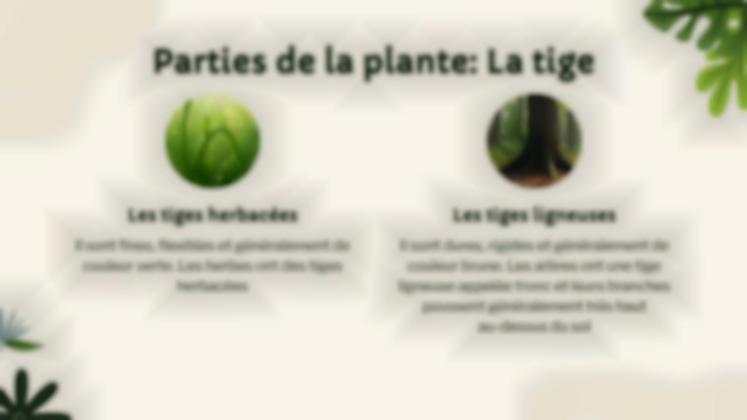 Vie végétale : nutrition, photosynthèse et respiration Modèles de présentation