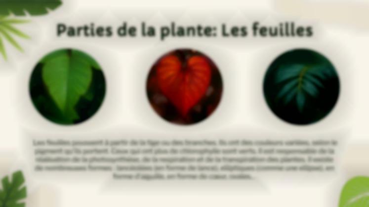 Vie végétale : nutrition, photosynthèse et respiration Modèles de présentation