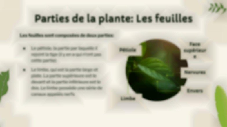 Vie végétale : nutrition, photosynthèse et respiration Modèles de présentation