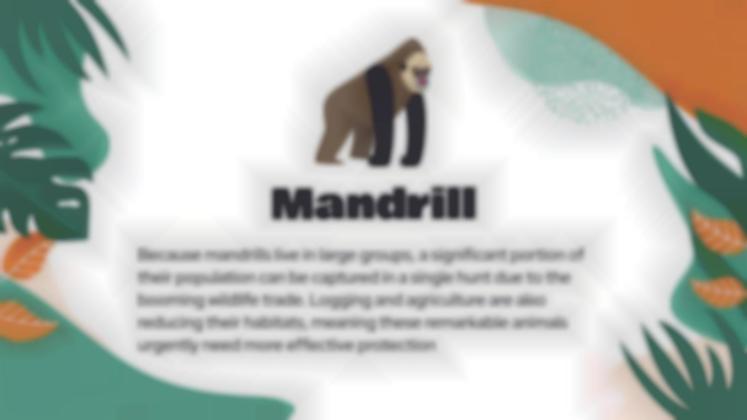 Attention, animaux en voie de disparition ! Modèles de présentation