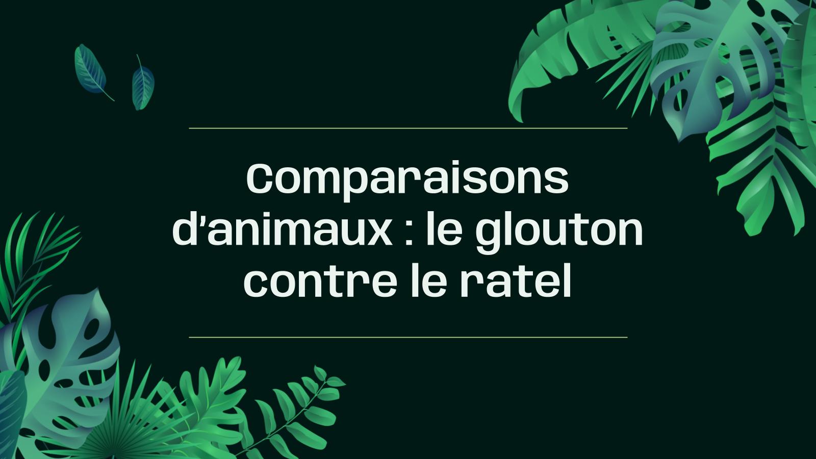 Comparaisons d’animaux : le glouton contre le ratel Modèles de présentation