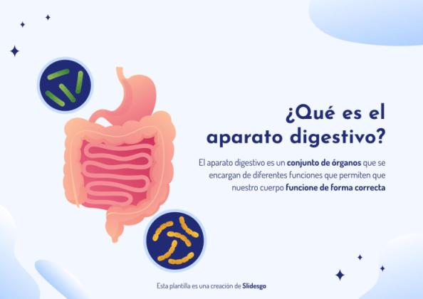 Plantilla de presentación El aparato digestivo