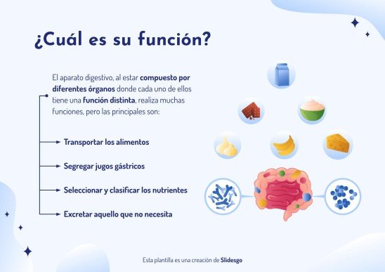 Plantilla de presentación El aparato digestivo