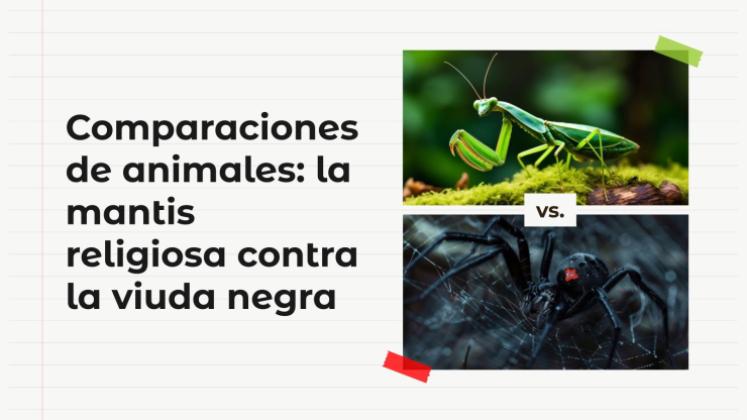 Plantilla de presentación Comparaciones de animales: mantis religiosa vs. araña viuda negra