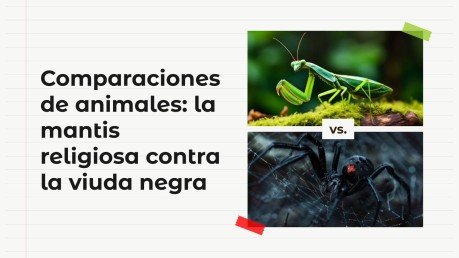 Plantilla de presentación Comparaciones de animales: mantis religiosa vs. araña viuda negra