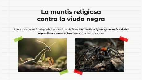 Plantilla de presentación Comparaciones de animales: mantis religiosa vs. araña viuda negra