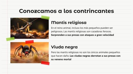 Plantilla de presentación Comparaciones de animales: mantis religiosa vs. araña viuda negra