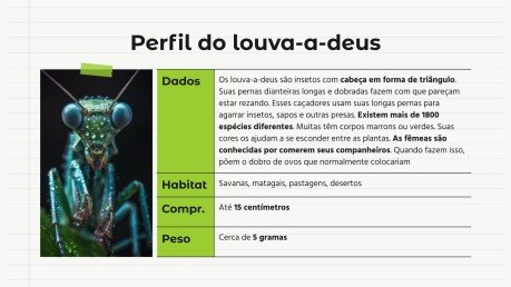Modelo de apresentação Comparações de animais: Louva-a-deus vs. Aranha Viúva Negra