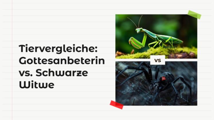 Tiervergleiche: Gottesanbeterin vs. Schwarze Witwe Präsentationsvorlage