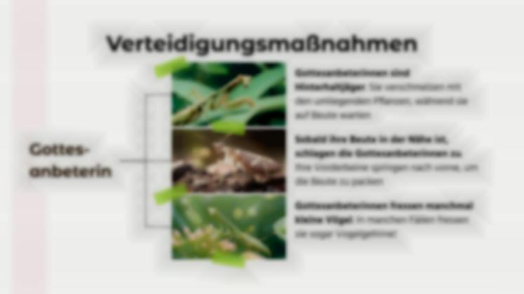 Tiervergleiche: Gottesanbeterin vs. Schwarze Witwe Präsentationsvorlage