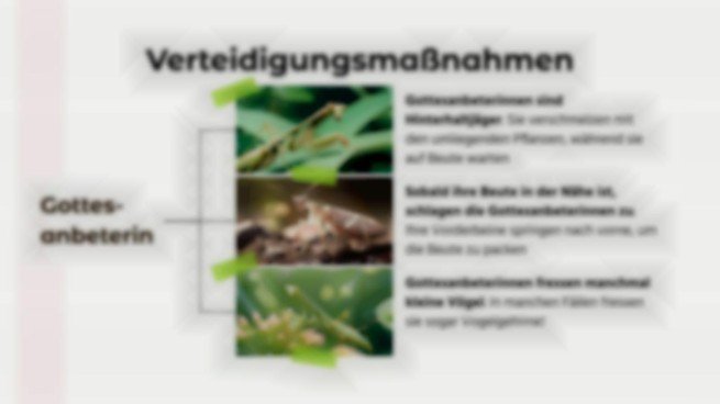 Tiervergleiche: Gottesanbeterin vs. Schwarze Witwe Präsentationsvorlage