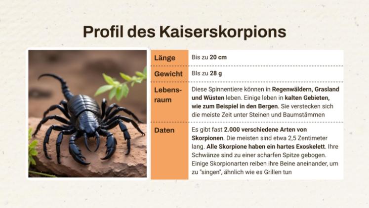 Skorpion vs. Vogelspinne Präsentationsvorlage