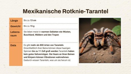 Skorpion vs. Vogelspinne Präsentationsvorlage