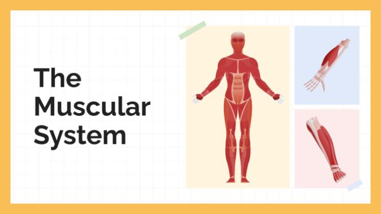 Le système musculaire Modèles de présentation