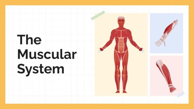 Le système musculaire Modèles de présentation