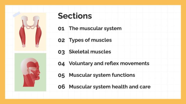 Le système musculaire Modèles de présentation